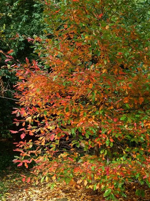 дерево тепедло осенняя листва
