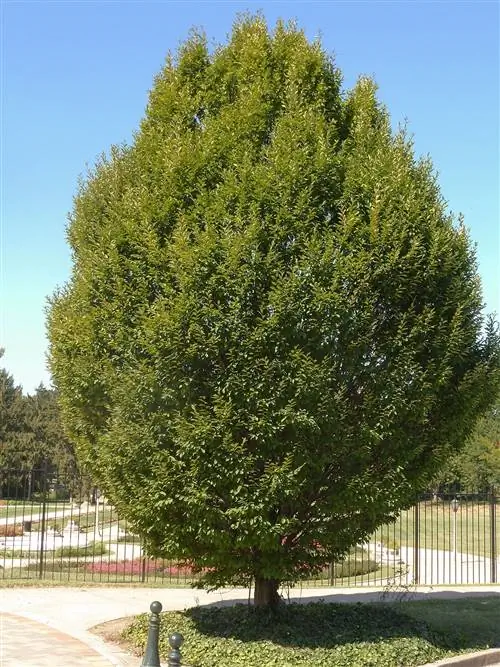 граб вдоль линии забора