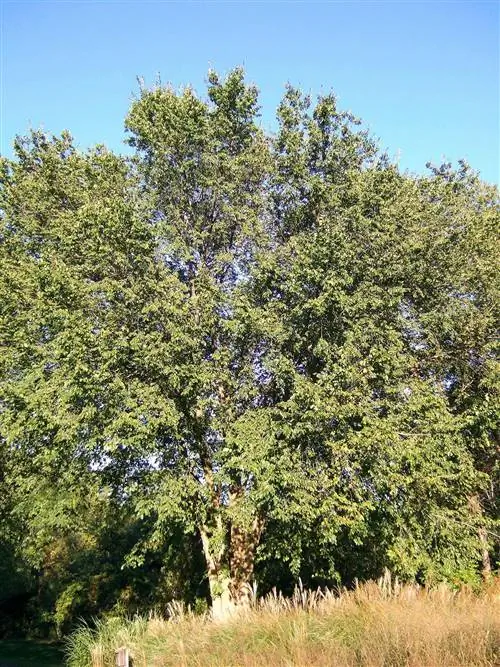 большой вяз в поле травы