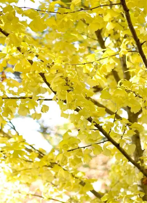 Гинкго билоба