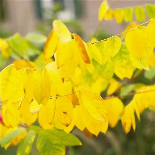 Кентукки кофейное дерево желтые листья