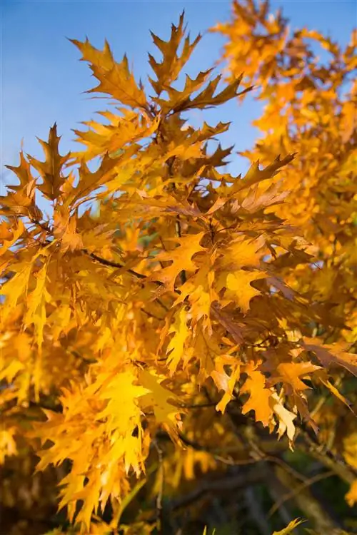 желтые листья дуба лиственное дерево тени