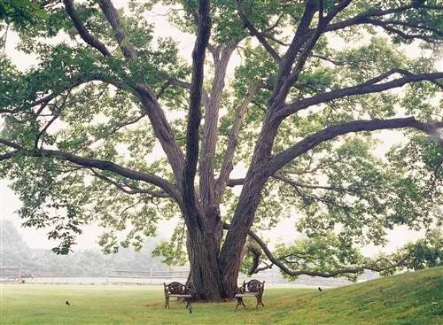 10 лучших тенистых деревьев, которые защищают от солнца и украшают ваш двор