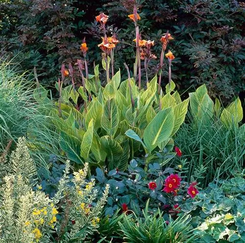 претория канна дождевые садовые растения