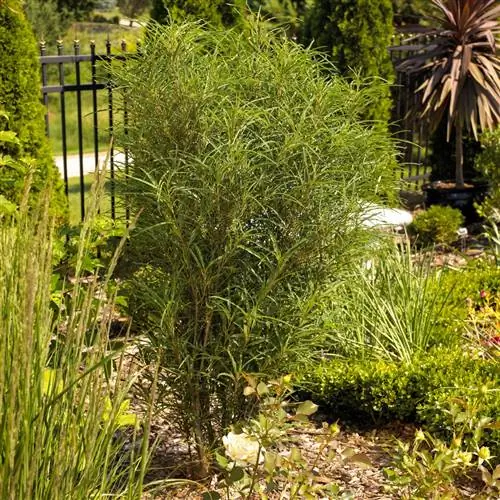 Облепиха Рамнус Файн Лайн