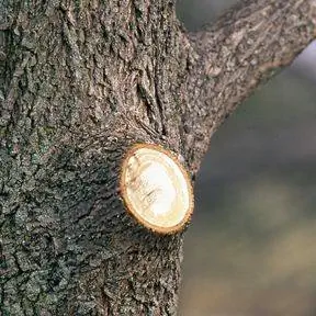 дерево с обрезанной нижней ветвью
