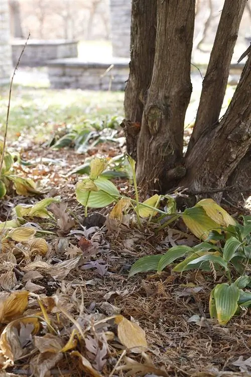 многоствольное дерево