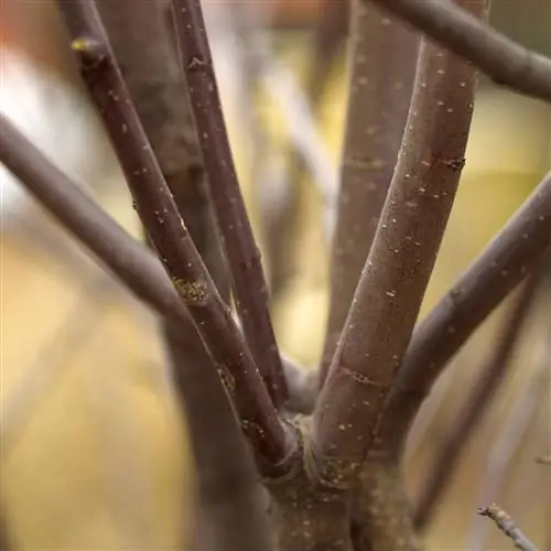 ветки плодовых деревьев нуждаются в обрезке
