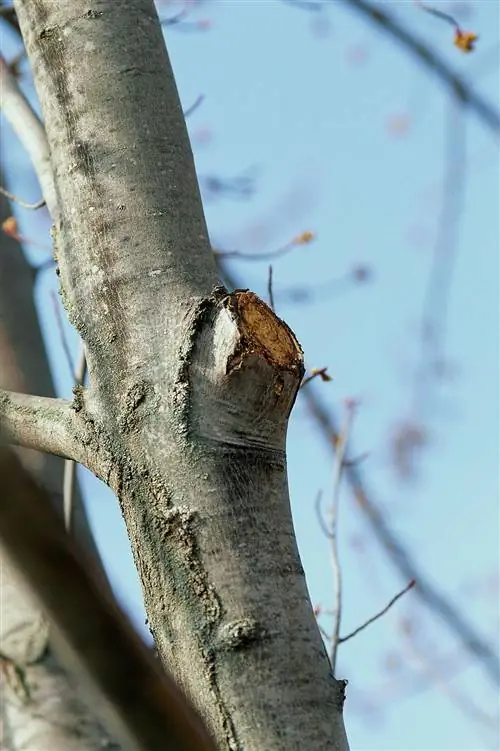 дерево зимой с обрезанной веткой