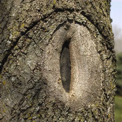 дерево с последствиями старого неправильного среза заподлицо