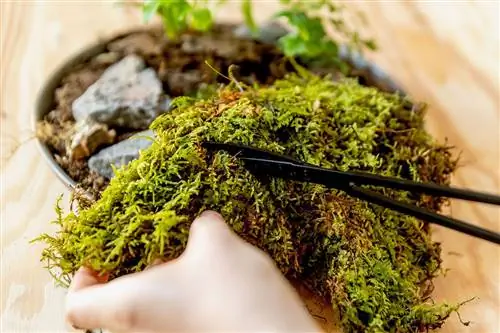 вырезание мха для украшения стола из мха своими руками
