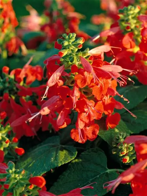 Цветы шалфея Lady in Red с насыщенно-зелеными листьями