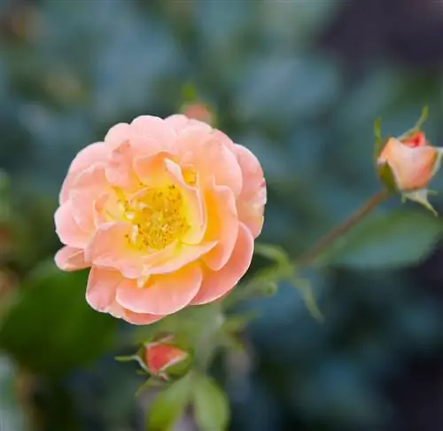 Роза 'Flower Carpet Amber'