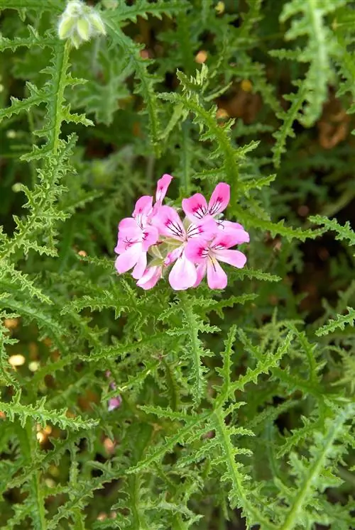 Герань с ароматом папоротника