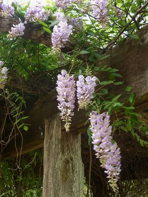 Wisteria frutescens, американская глициния