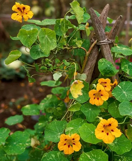 вьющиеся настурции (Tropaeolum majus)