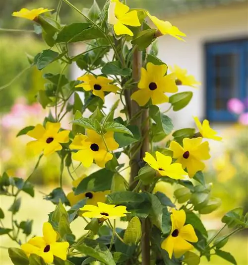 Черноглазая лоза Сьюзан (Thunbergia alata)