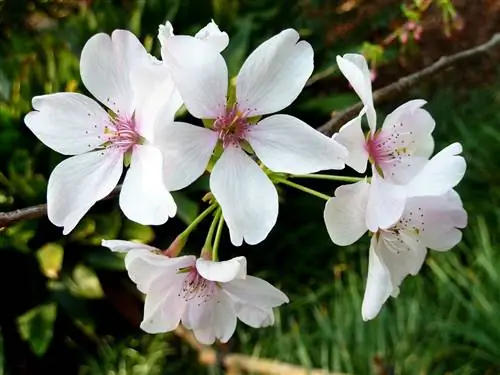 вишневое дерево