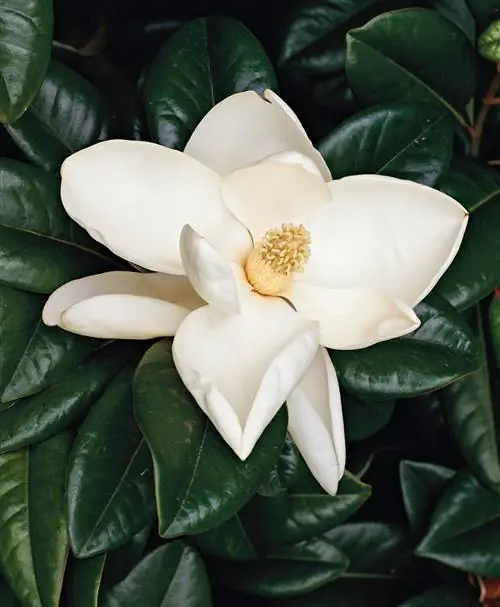 Магнолия крупноцветковая