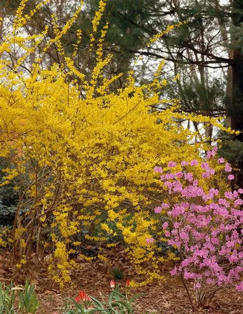 Форзиция промежуточная 'Линвуд'