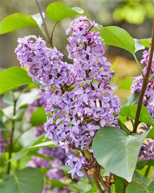 Сирень Syringa ‘Virtual Violet’