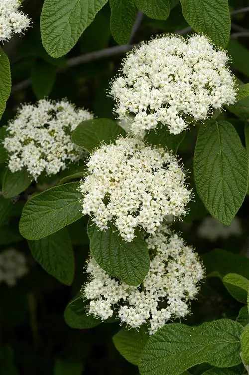 'Аллегейни' Калина