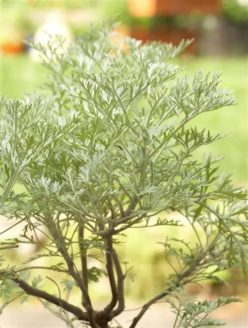 полынь горькая Artemisia absinthium Powis Castle
