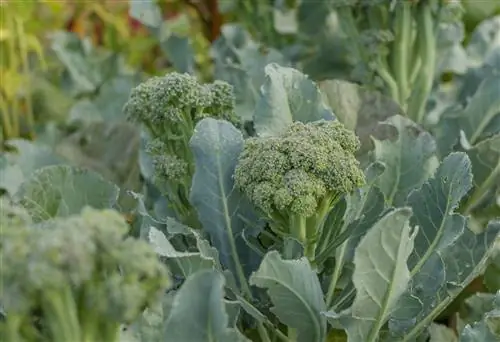 Как и когда собирать брокколи на пике популярности