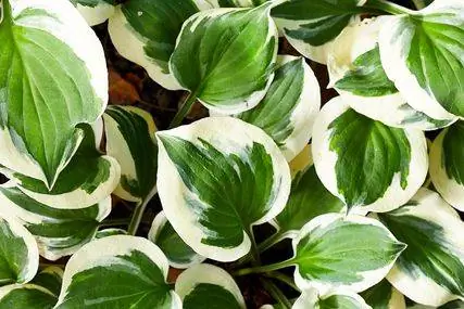Hosta Diamonds навсегда