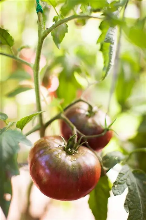 Крупный план помидора семейной реликвии