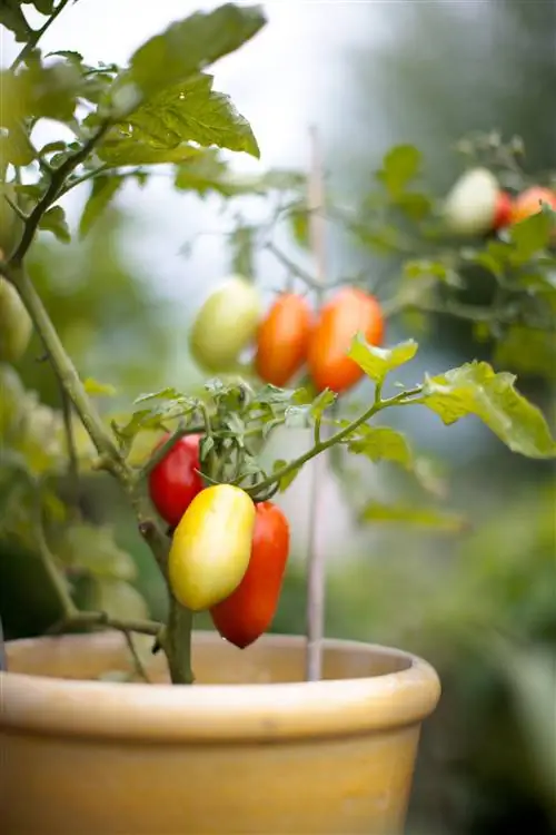 крупный план томатной пасты