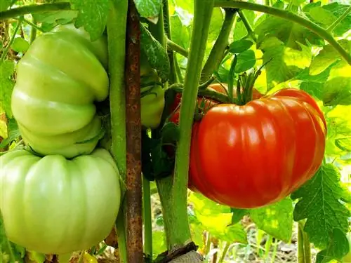 4 лучших сорта томатов для ваших любимых рецептов