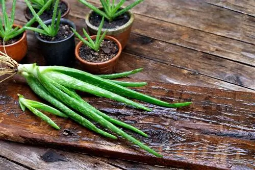 размножение растения алоэ вера