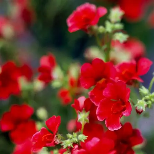 Немезия Сансатия Клюква