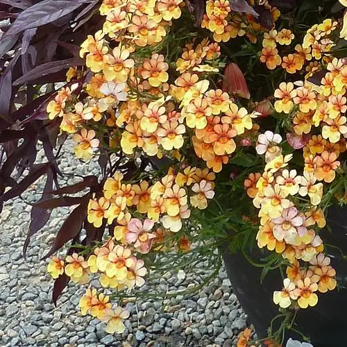 Немезия сочные фрукты