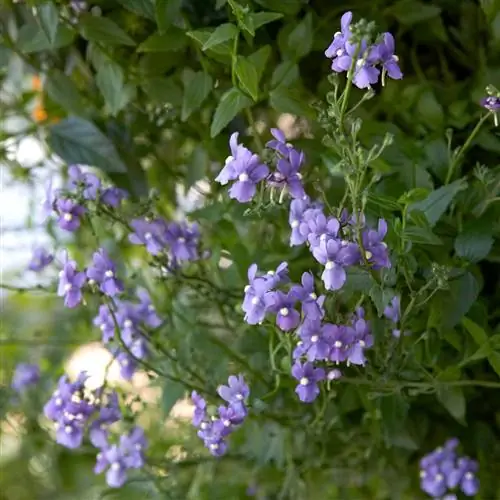 Немезия Блюберд