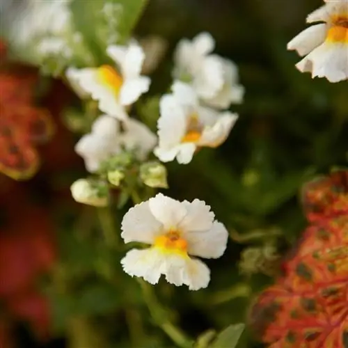 Немезия Солнечная Груша