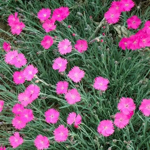 Dianthus Feuerhexe