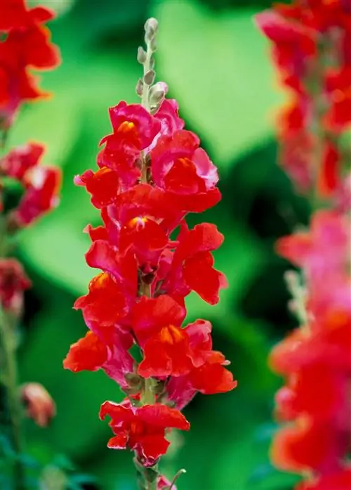 красный львиный зев