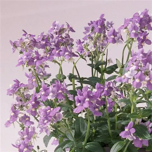 Немезия ароматическая True Blue