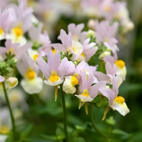 Немезия лимонный туман