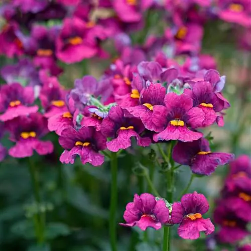 Немезия Серенгети Вертикальный Фиолетовый