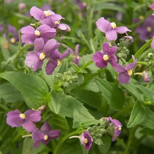 Немезия Сафари Фиолетовая Роза