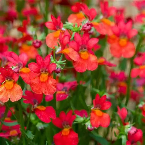 Немезия Серенгети Ред