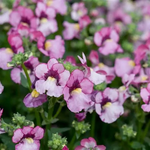 Немезия Серенгети Вайолет Уайт