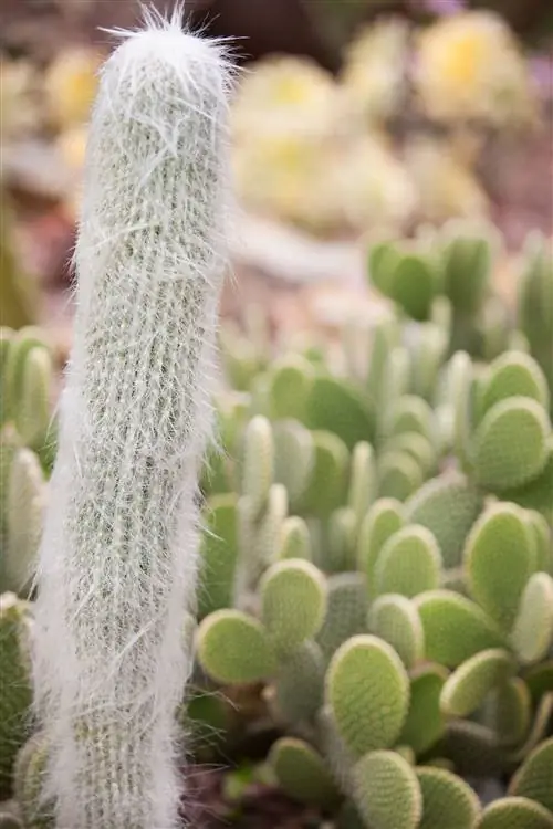 Кактусы Cephalocereus senilis