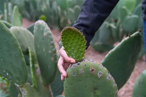 Уход за кактусами