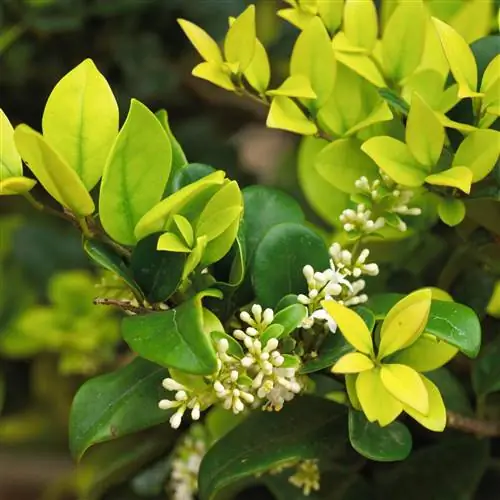 золотая викарий