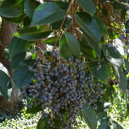 Бирючина блестящая Ligustrum lucidum