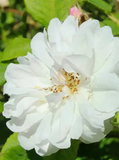 Роза Quatre Saisons Blanc Mousseux
